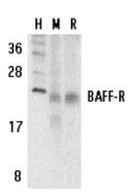 Western Blot: BAFFR/TNFRSF13C AntibodyBSA Free [NBP1-77234]