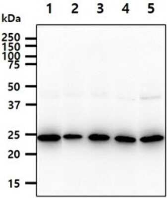 Western Blot: BAG2 Antibody (29E9)BSA Free [NBP2-59476]