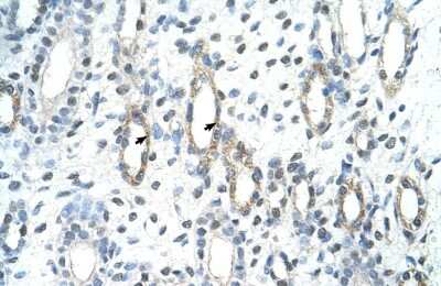 Immunohistochemistry-Paraffin: BAG2 Antibody [NBP1-59087]
