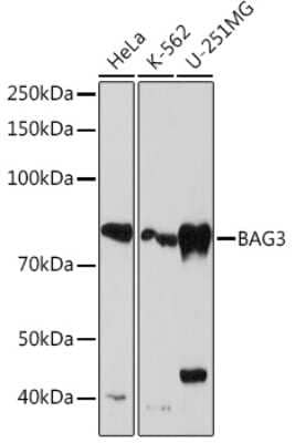 Western Blot: BAG3 Antibody (8P3W7) [NBP3-16469]