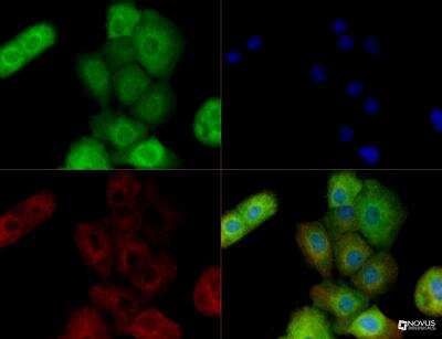 Immunocytochemistry/ Immunofluorescence: BAG3 Antibody [NBP2-27398]