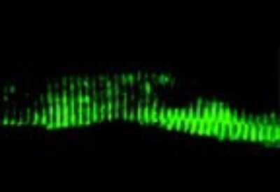 Immunohistochemistry-Frozen: BAG3 Antibody [NBP2-27398]