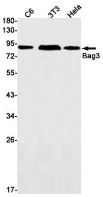 Western Blot: BAG3 Antibody (S01-3F1) [NBP3-14910]