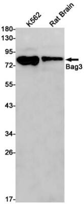 Western Blot: BAG3 Antibody (S05-6D5) [NBP3-19578]