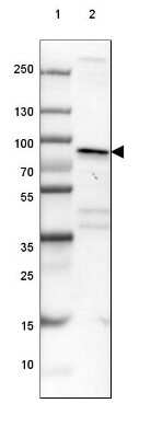 Western Blot: BAG3 Antibody [NBP1-86429]