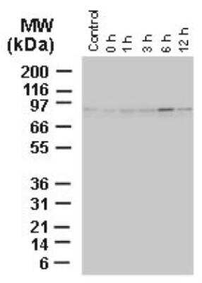 Western Blot: BAG3 Antibody [NBP2-27330]