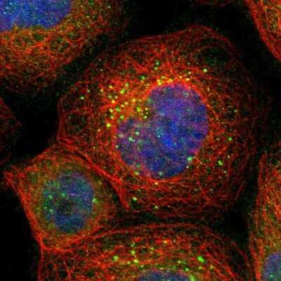 Immunocytochemistry/ Immunofluorescence: BAG5 Antibody [NBP1-86065]