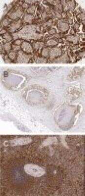 Immunohistochemistry-Paraffin: BAG5 Antibody [NB100-56091]