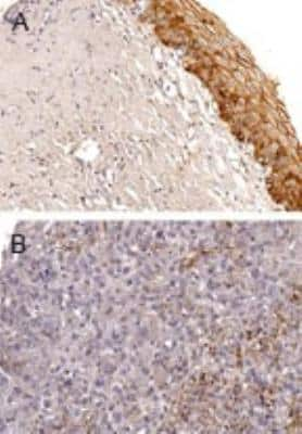 Immunohistochemistry-Paraffin: BAG5 Antibody [NB100-56091]