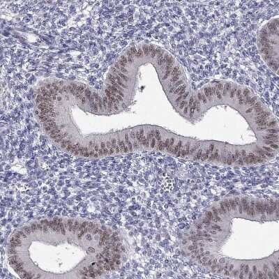 Immunohistochemistry-Paraffin: BAG5 Antibody [NBP1-86065]