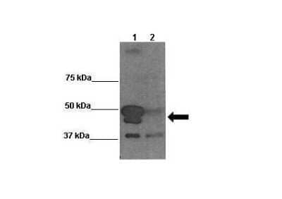 Western Blot: BAG5 Antibody [NBP2-84491]