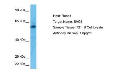 Western Blot: BAG5 Antibody [NBP2-84493]