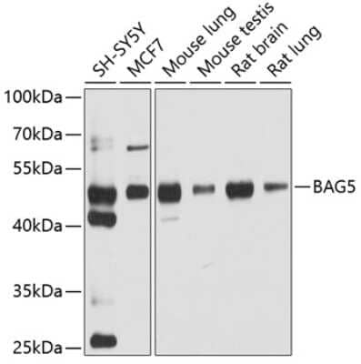 Western Blot: BAG5 AntibodyBSA Free [NBP2-92791]