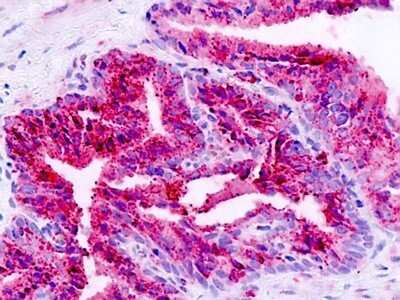 Immunohistochemistry-Paraffin: BAI1 Antibody - BSA Free [NB100-59011]