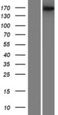 Western Blot: BAI1 Overexpression Lysate [NBP2-08183]