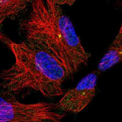 Immunocytochemistry/ Immunofluorescence: BAI2 Antibody [NBP2-57224]