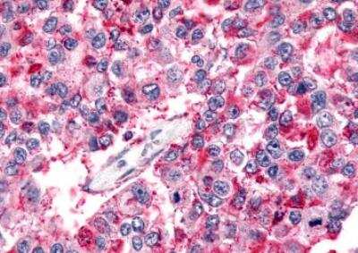 Immunohistochemistry-Paraffin: BAI2 Antibody - BSA Free [NLS981]