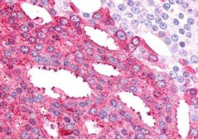 Immunohistochemistry-Paraffin: BAI2 Antibody - BSA Free [NLS981]