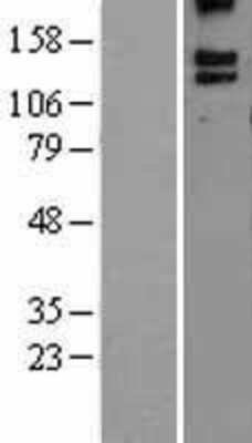 Western Blot: BAI3 Overexpression Lysate [NBL1-07905]