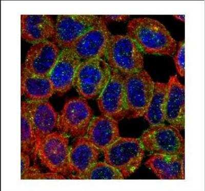 Immunocytochemistry/ Immunofluorescence: BAIAP2 Antibody [NBP2-15545]