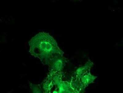 Immunocytochemistry/ Immunofluorescence: BAIAP2 Antibody (OTI 1D9) - Azide and BSA Free [NBP2-71603]