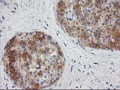 Immunohistochemistry: BAIAP2 Antibody (OTI 1D9) - Azide and BSA Free [NBP2-71603]