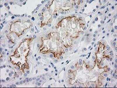 Immunohistochemistry: BAIAP2 Antibody (OTI 1D9) - Azide and BSA Free [NBP2-71603]