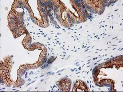 Immunohistochemistry: BAIAP2 Antibody (OTI 1D9) - Azide and BSA Free [NBP2-71603]