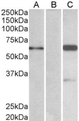 Western Blot: BAIAP2 Antibody [NB100-826]