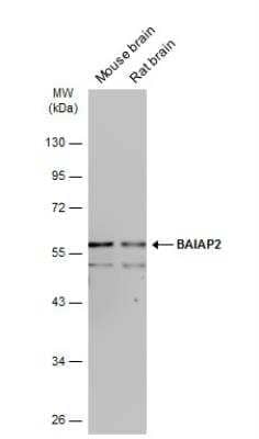 Western Blot: BAIAP2 Antibody [NBP2-15545]