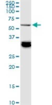 Western Blot: BAIAP2L1 Antibody (2A4) [H00055971-M01]