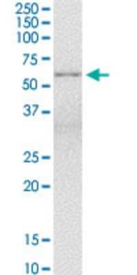 Western Blot: BAIAP2L1 Antibody (2A4) [H00055971-M01]