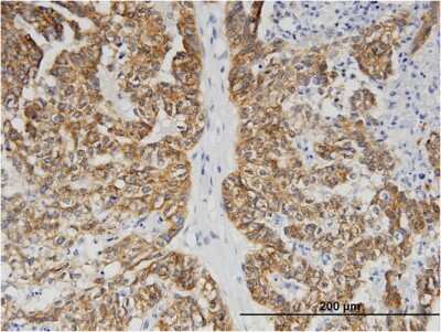 Immunohistochemistry-Paraffin: BAIAP2L1 Antibody (4A7) [H00055971-M09]