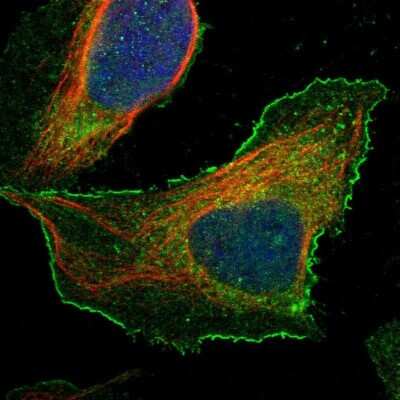 Immunocytochemistry/ Immunofluorescence: BAIAP2L1 Antibody [NBP1-89537]
