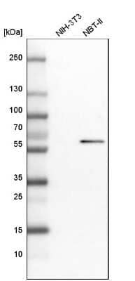 Western Blot: BAIAP2L1 Antibody [NBP1-85940]