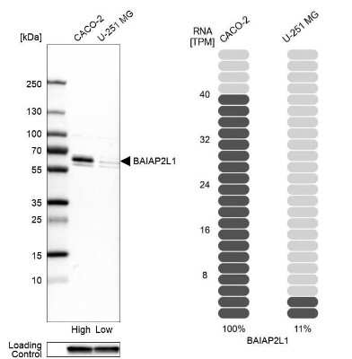 Western Blot: BAIAP2L1 Antibody [NBP1-89542]