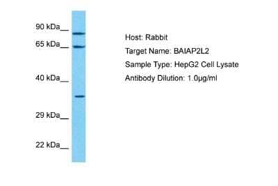 Western Blot: BAIAP2L2 Antibody [NBP2-82735]