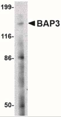 Western Blot: BAIAP3 AntibodyBSA Free [NBP2-41079]