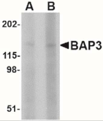 Western Blot: BAIAP3 AntibodyBSA Free [NBP2-41080]