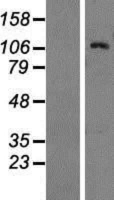 Western Blot: BAIAP3 Overexpression Lysate [NBP2-07934]