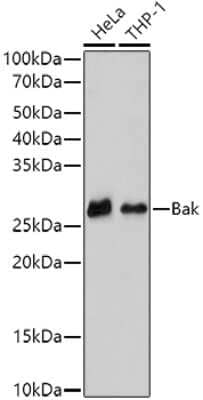 Western Blot: BAK Antibody (3K5Y9) [NBP3-15336]