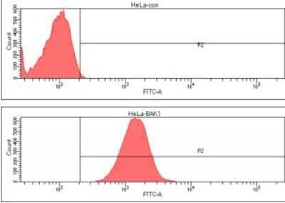 Flow Cytometry: BAK Antibody (38E2) - BSA Free [NBP1-74026]