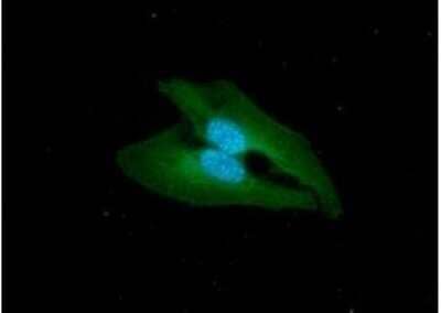 Immunocytochemistry/ Immunofluorescence: BAK Antibody (38E2) - BSA Free [NBP1-74026]