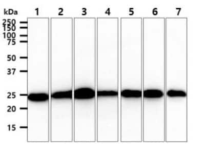 Western Blot: BAK Antibody (38E2)BSA Free [NBP1-74026]