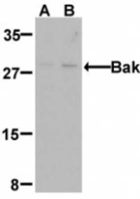 Western Blot: BAK AntibodyBSA Free [NBP1-77152]