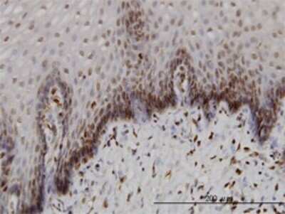Immunohistochemistry-Paraffin: BANF1 Antibody (3F10-4G12) [H00008815-M01]