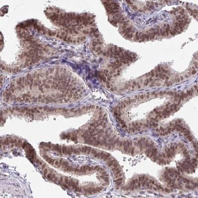 Immunohistochemistry-Paraffin: BANF1 Antibody [NBP2-38442]