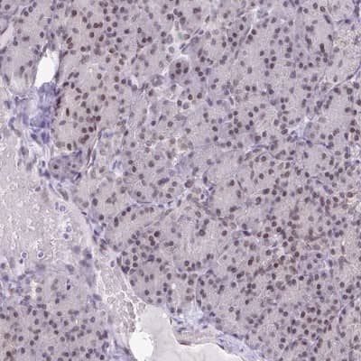 Immunohistochemistry-Paraffin: BANF1 Antibody [NBP2-38442]