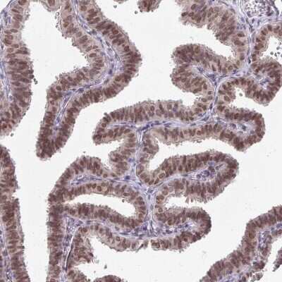 Immunohistochemistry-Paraffin: BANF1 Antibody [NBP2-38442]