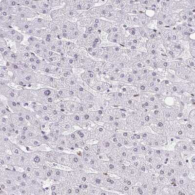 Immunohistochemistry-Paraffin: BANF1 Antibody [NBP2-38442]